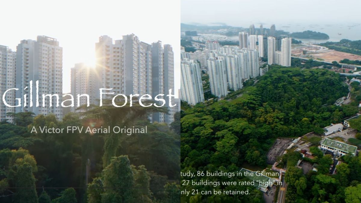 Drone pilot captures aerial view of Gillman Forest amid calls to rethink housing plans